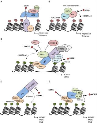 Emerging Epigenetic Therapeutic Targets in Acute Myeloid Leukemia